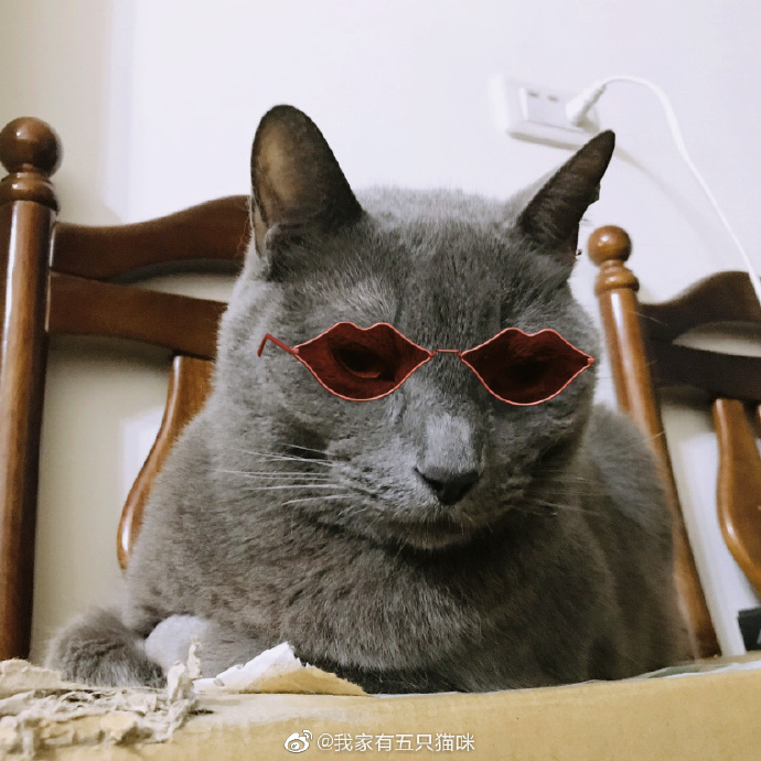 猫图片|宠物猫|猫咪|