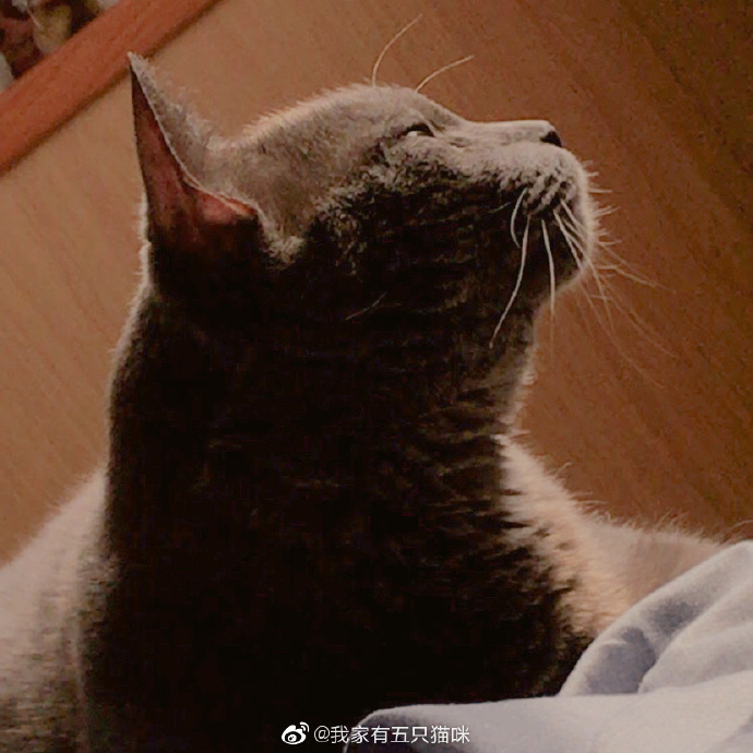 猫图片|宠物猫|猫咪|