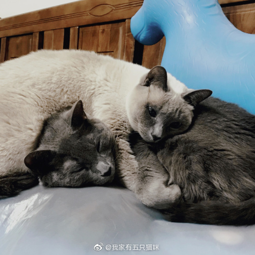 猫图片|宠物猫|猫咪|