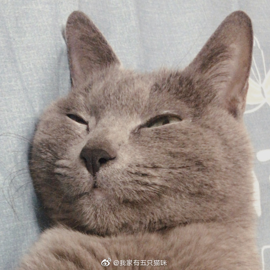 猫图片|宠物猫|猫咪|