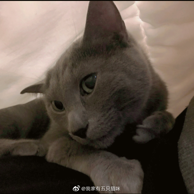 猫图片|宠物猫|猫咪|