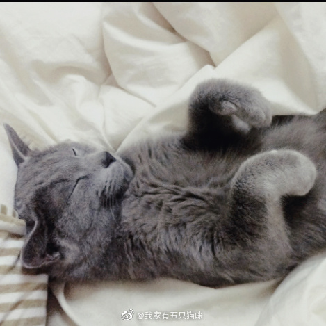 猫图片|宠物猫|猫咪|