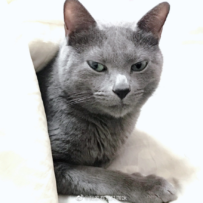 猫图片|宠物猫|猫咪|