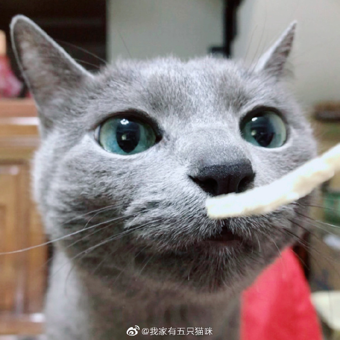 猫图片|宠物猫|猫咪|