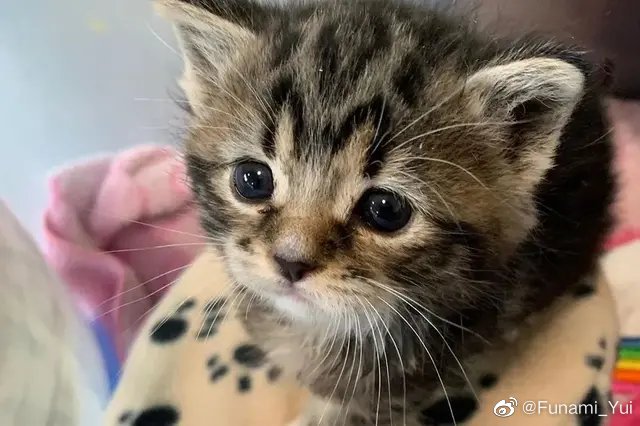 猫图片|宠物猫|猫咪|