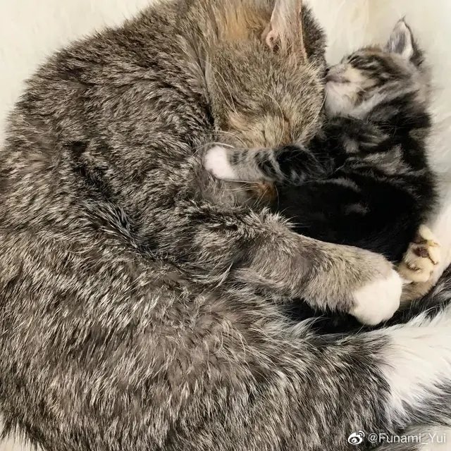 猫图片|宠物猫|猫咪|