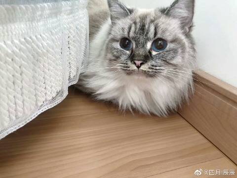 猫图片|宠物猫|猫咪|