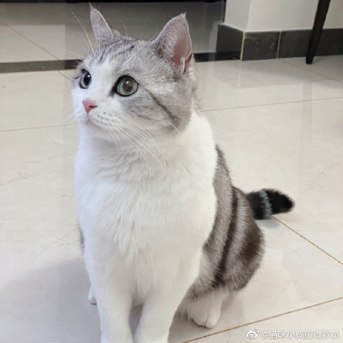 猫图片|宠物猫|猫咪|