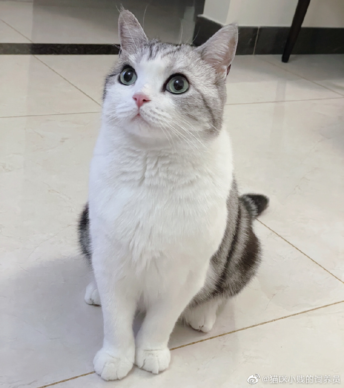 猫图片|宠物猫|猫咪|