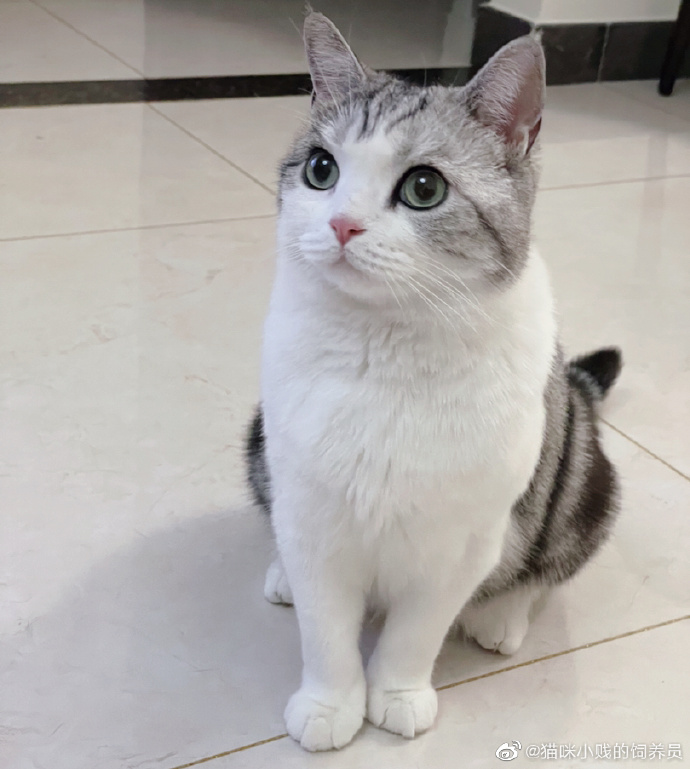 猫图片|宠物猫|猫咪|