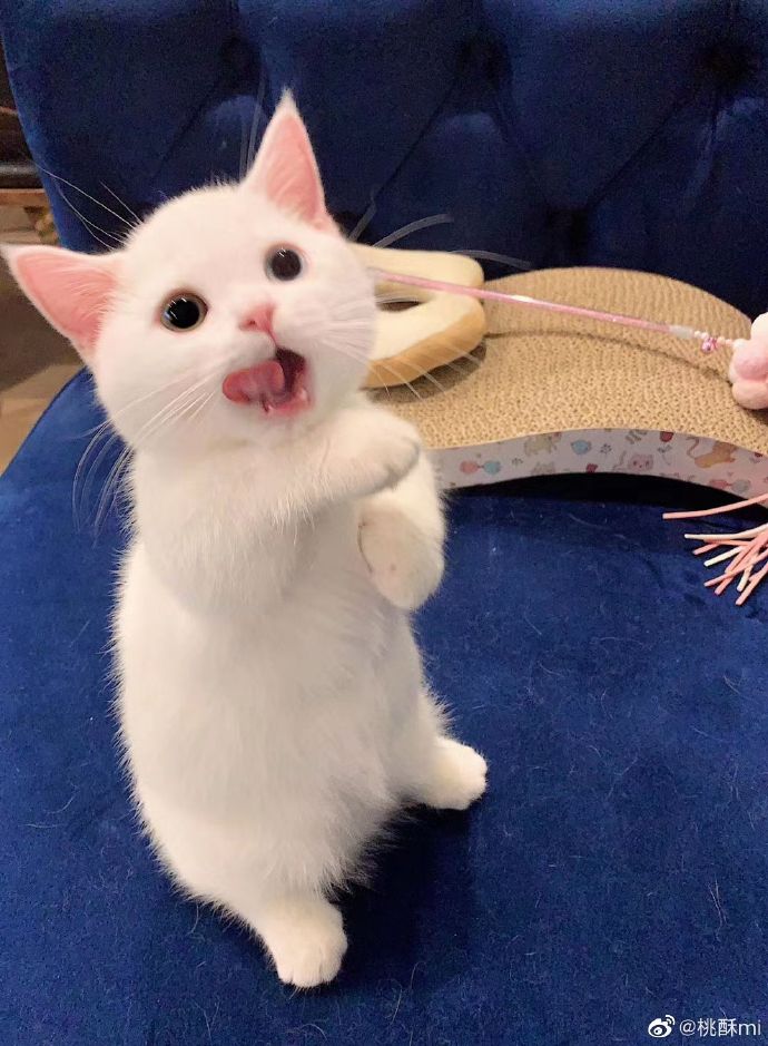 猫图片|宠物猫|猫咪|