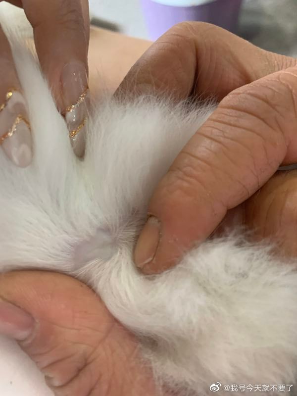 猫图片|宠物猫|猫咪|