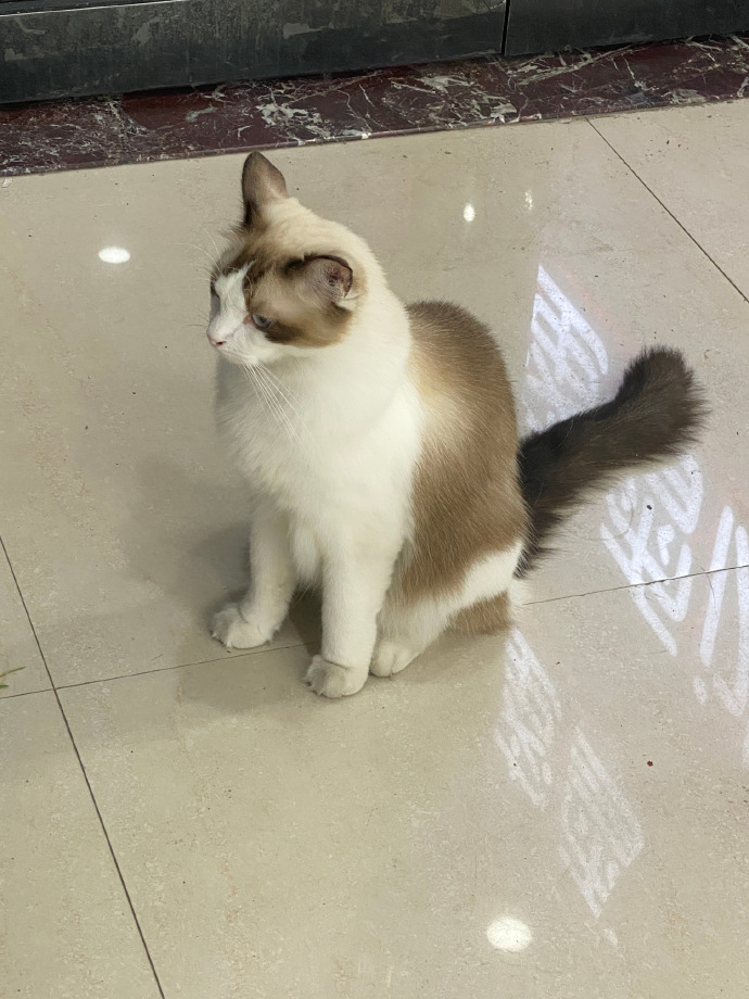 猫图片|宠物猫|猫咪|