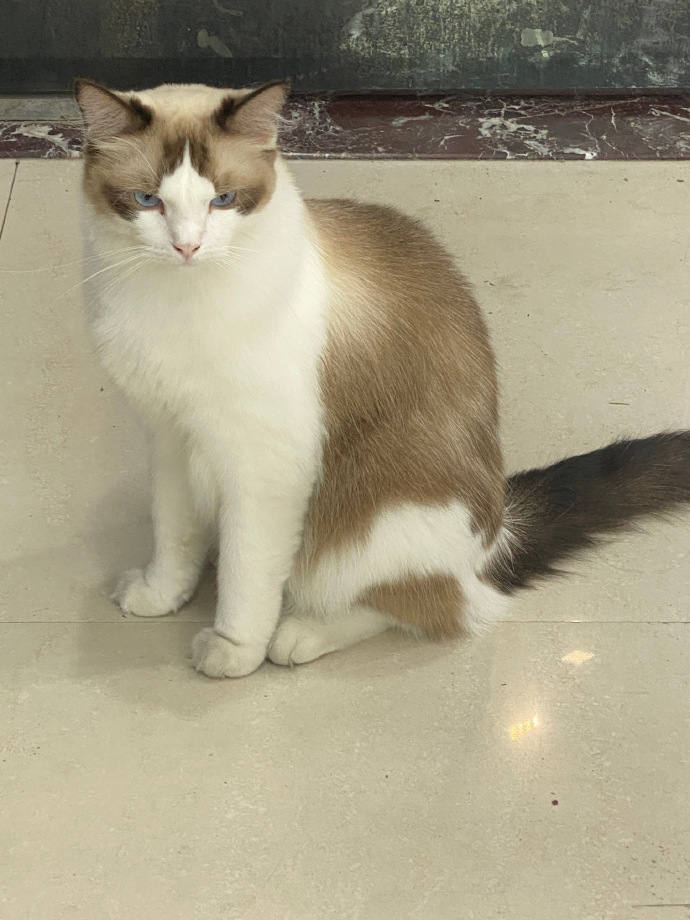 猫图片|宠物猫|猫咪|