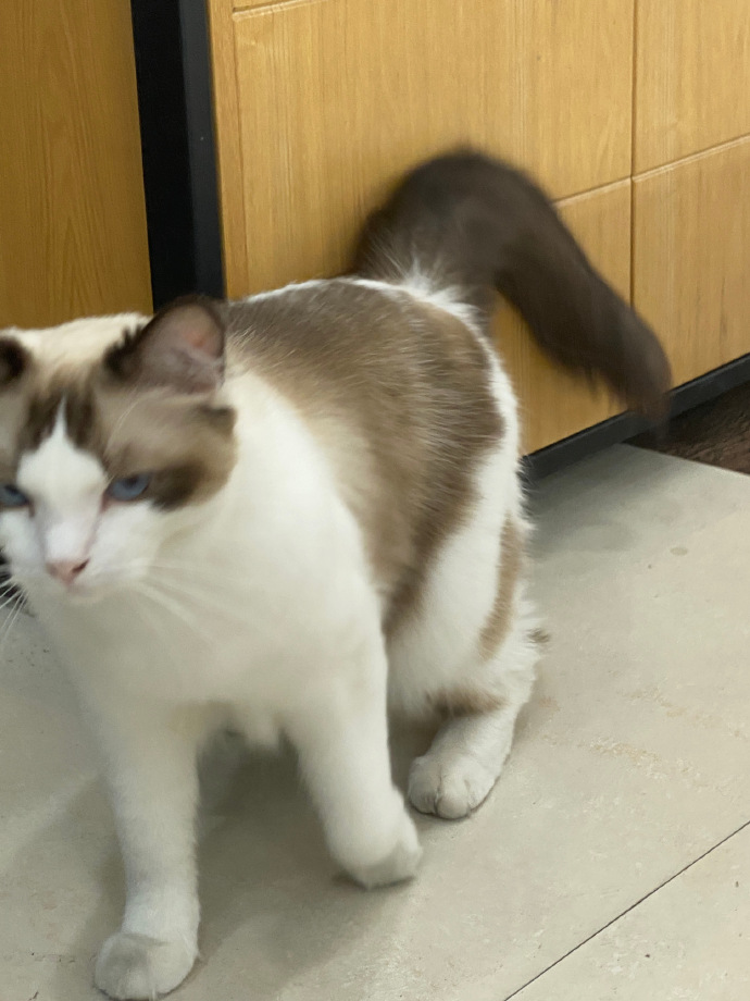 猫图片|宠物猫|猫咪|