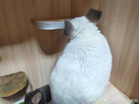 猫图片|宠物猫|猫咪|