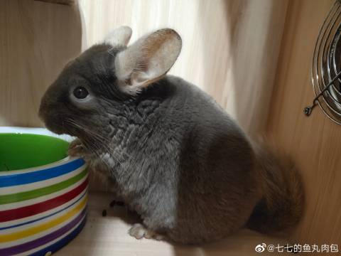 猫图片|宠物猫|猫咪|