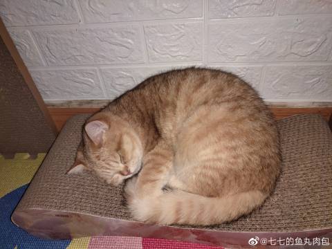 猫图片|宠物猫|猫咪|