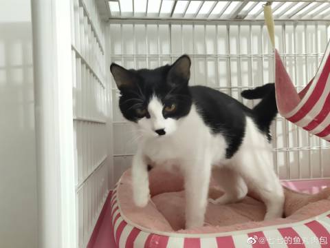 猫图片|宠物猫|猫咪|