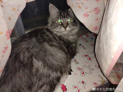 猫图片|宠物猫|猫咪|
