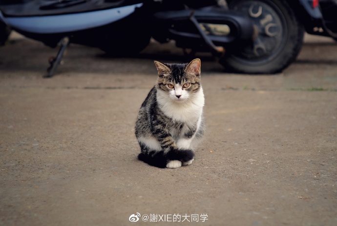 猫图片|宠物猫|猫咪|