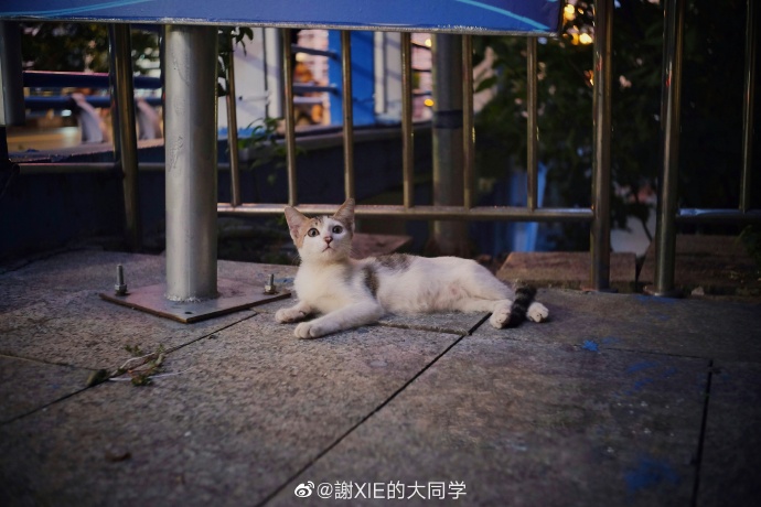 猫图片|宠物猫|猫咪|