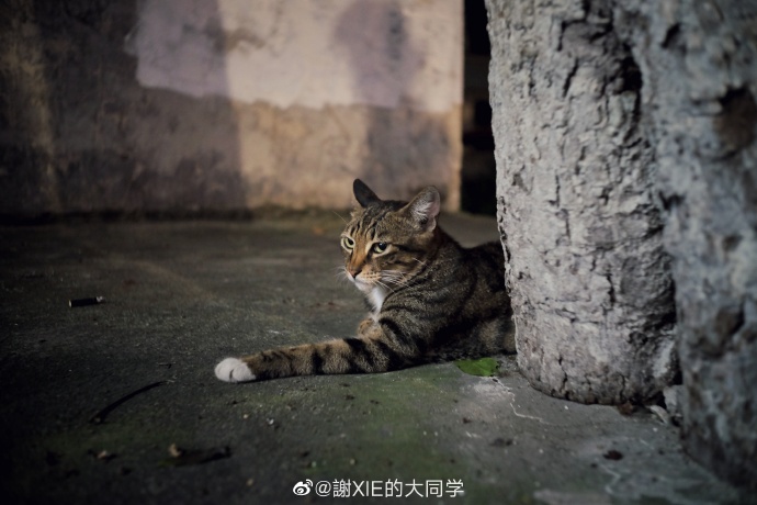 猫图片|宠物猫|猫咪|