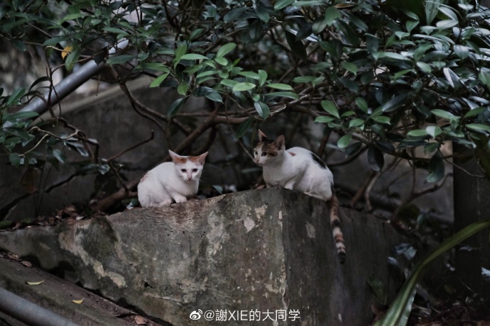 猫图片|宠物猫|猫咪|