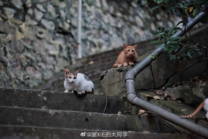 猫图片|宠物猫|猫咪|