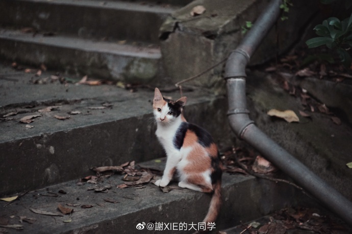 猫图片|宠物猫|猫咪|