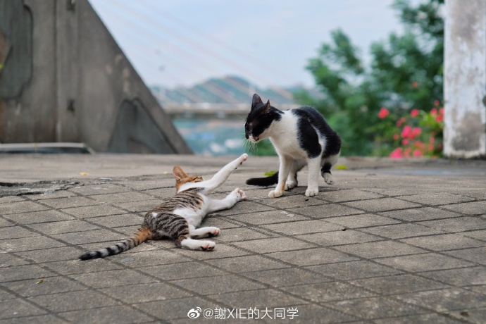 猫图片|宠物猫|猫咪|
