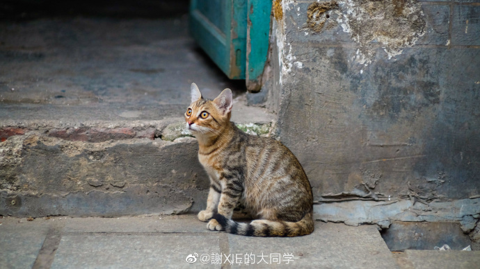 猫图片|宠物猫|猫咪|