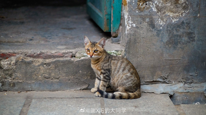 猫图片|宠物猫|猫咪|
