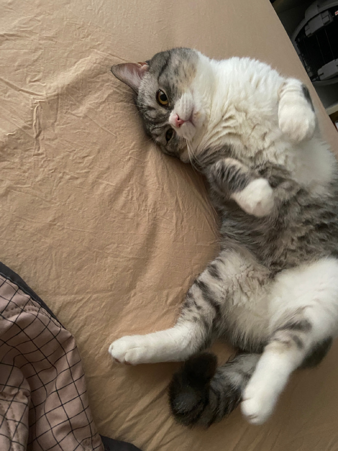猫图片|宠物猫|猫咪|