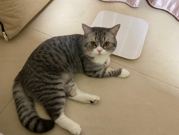 猫图片|宠物猫|猫咪|