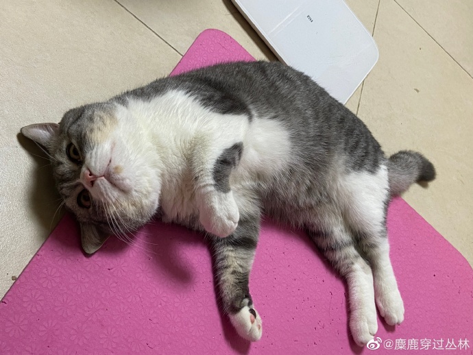 猫图片|宠物猫|猫咪|