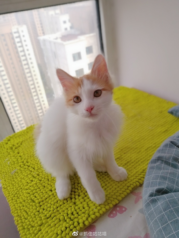 猫图片|宠物猫|猫咪|