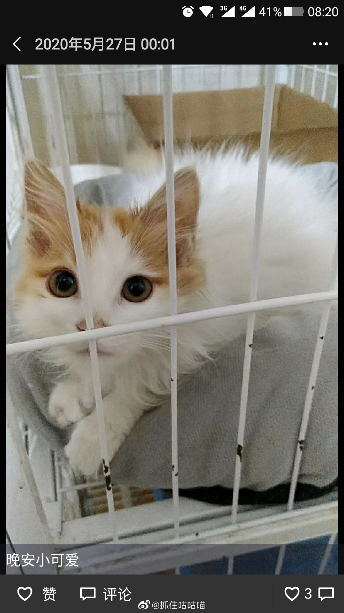 猫图片|宠物猫|猫咪|