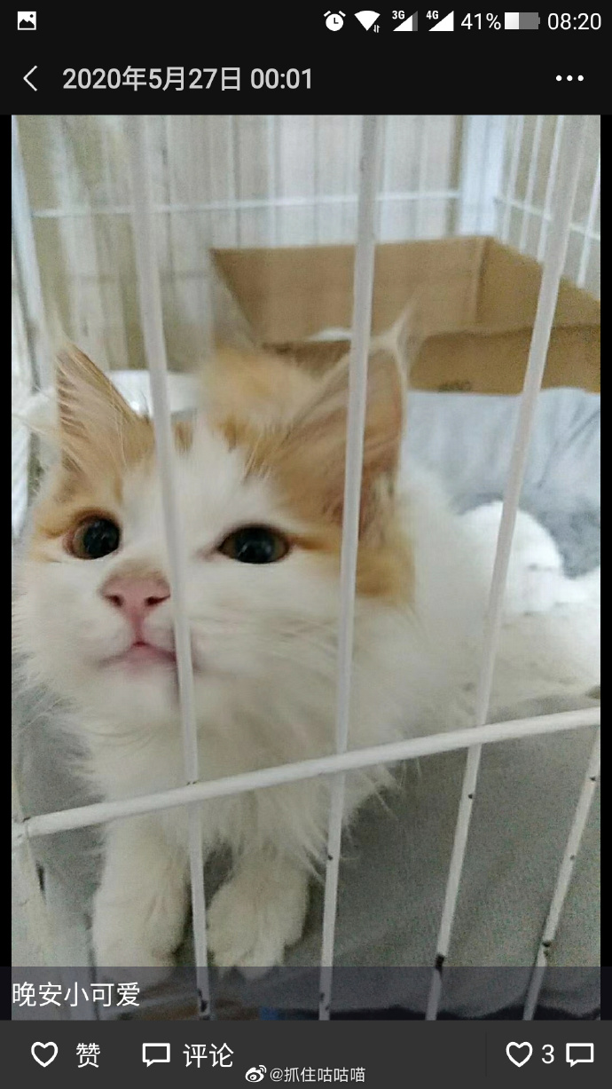 猫图片|宠物猫|猫咪|