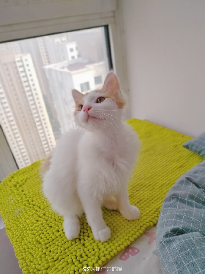 猫图片|宠物猫|猫咪|