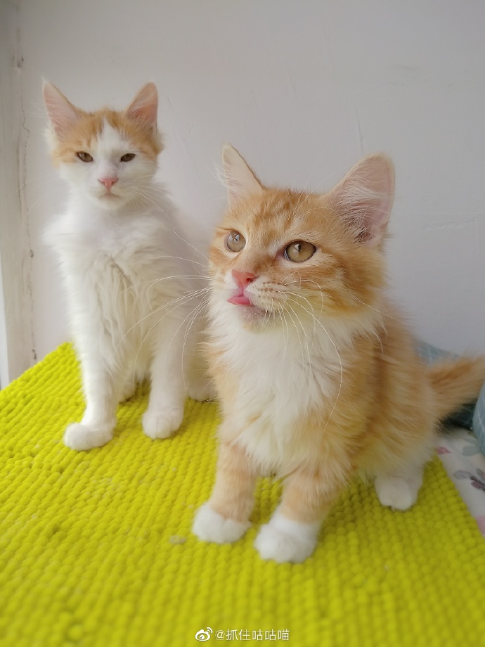 猫图片|宠物猫|猫咪|