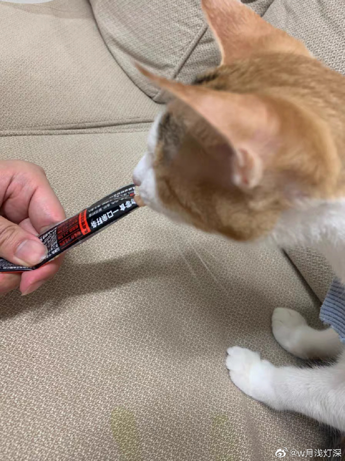 猫图片|宠物猫|猫咪|