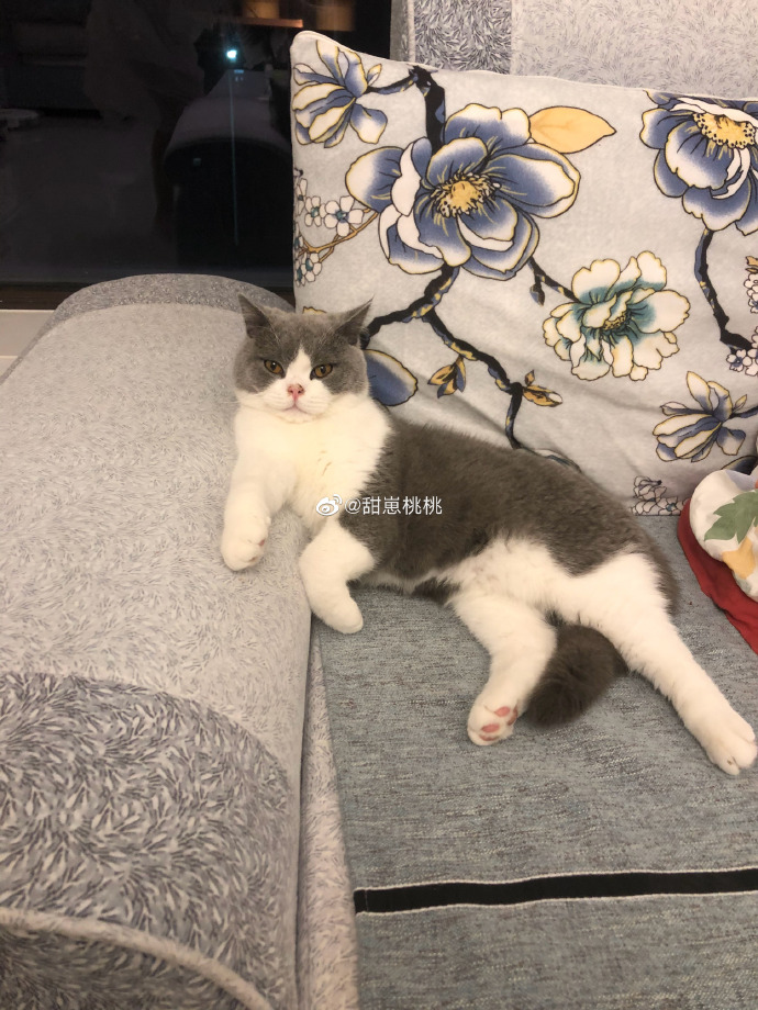 猫图片|宠物猫|猫咪|