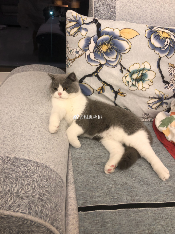 猫图片|宠物猫|猫咪|