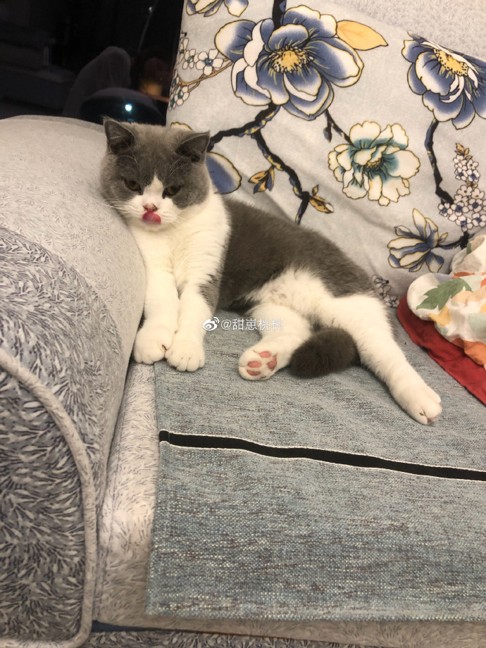 猫图片|宠物猫|猫咪|