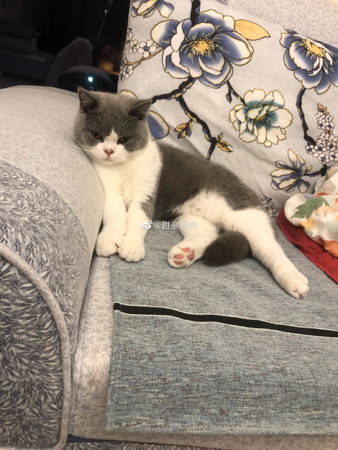 猫图片|宠物猫|猫咪|