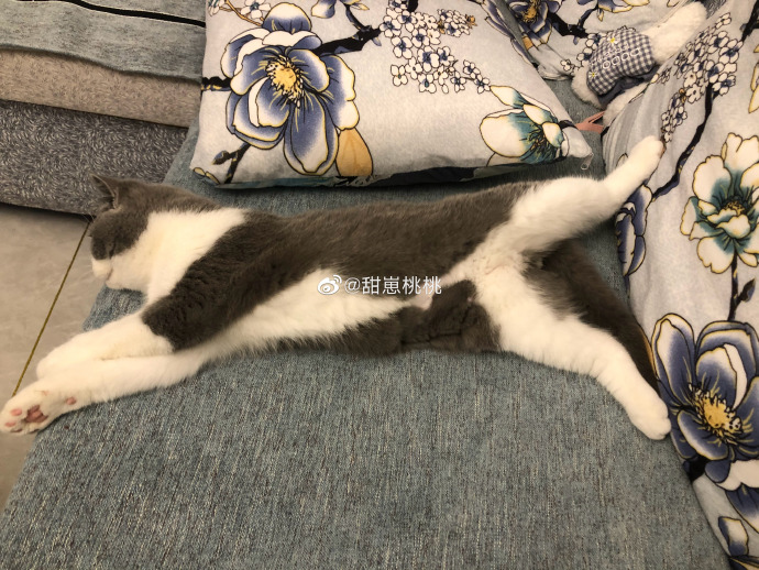 猫图片|宠物猫|猫咪|