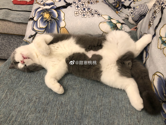 猫图片|宠物猫|猫咪|