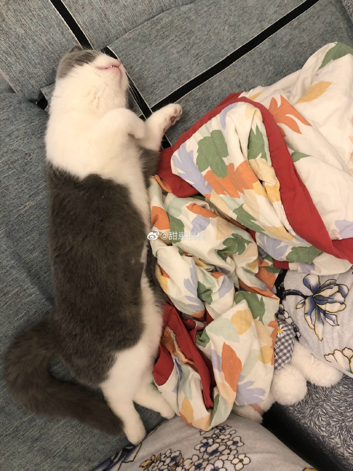 猫图片|宠物猫|猫咪|