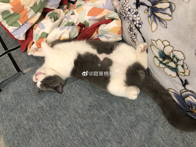 猫图片|宠物猫|猫咪|